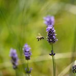 Angriff total, das war heut offensichtlich bei allen Insekten angesagt