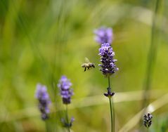 Angriff total, das war heut offensichtlich bei allen Insekten angesagt