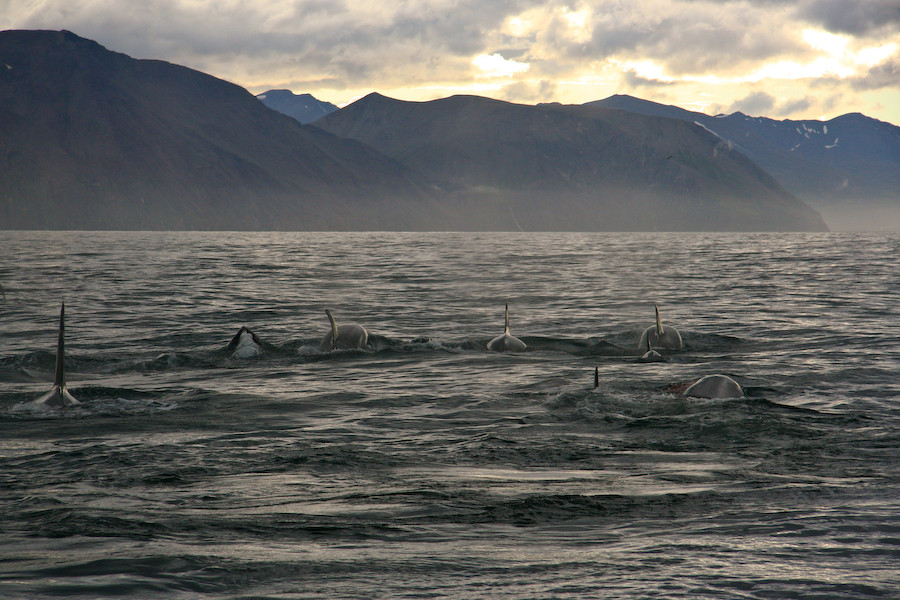 Angriff von Orcas auf einen Zwergwal