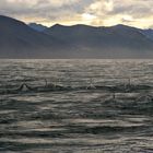 Angriff von Orcas auf einen Zwergwal