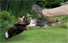 Angriff...oder "Kommt ein Vogel geflogen..............."