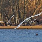 angriffslustig war der schwan .....