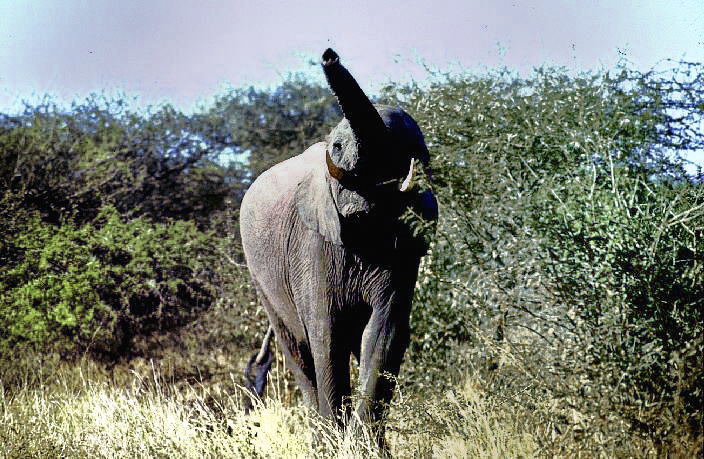 angriffslustig...auf Fotosafari in Afrika