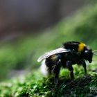 angriffslustige Hummel wandert auf Moos