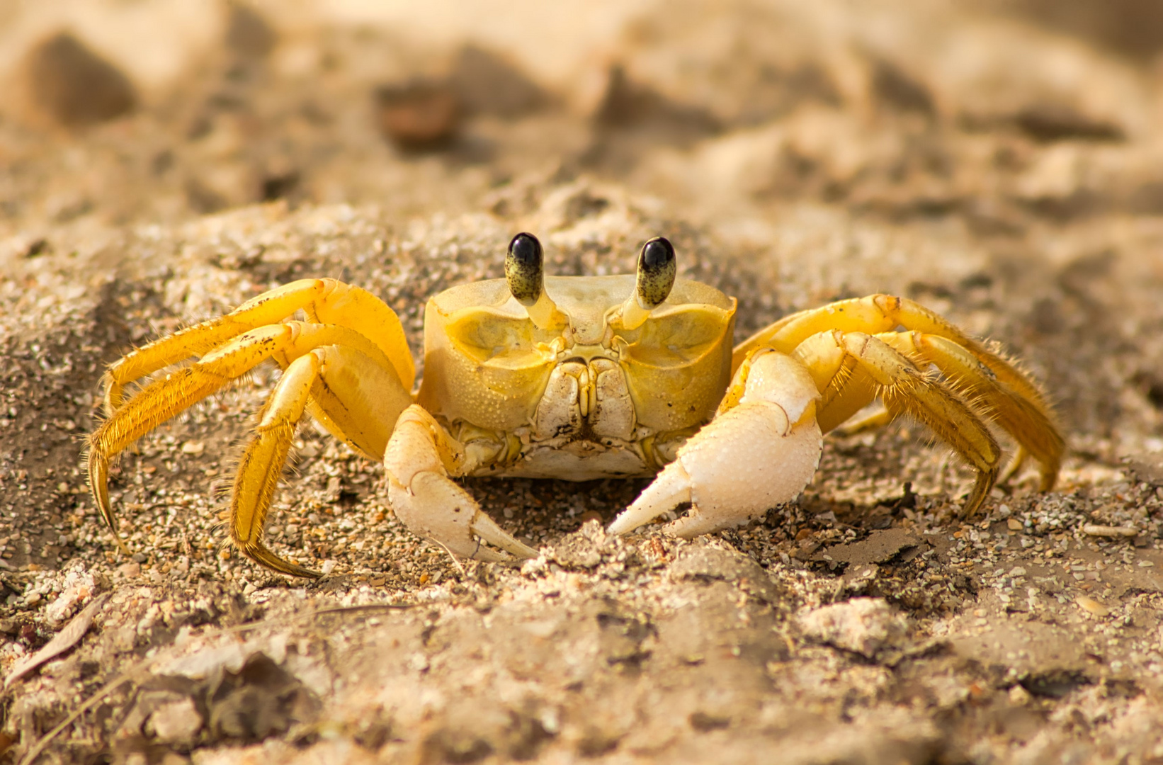 Angriffslustige Krabbe im karibischen Strandsand