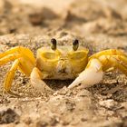 Angriffslustige Krabbe im karibischen Strandsand