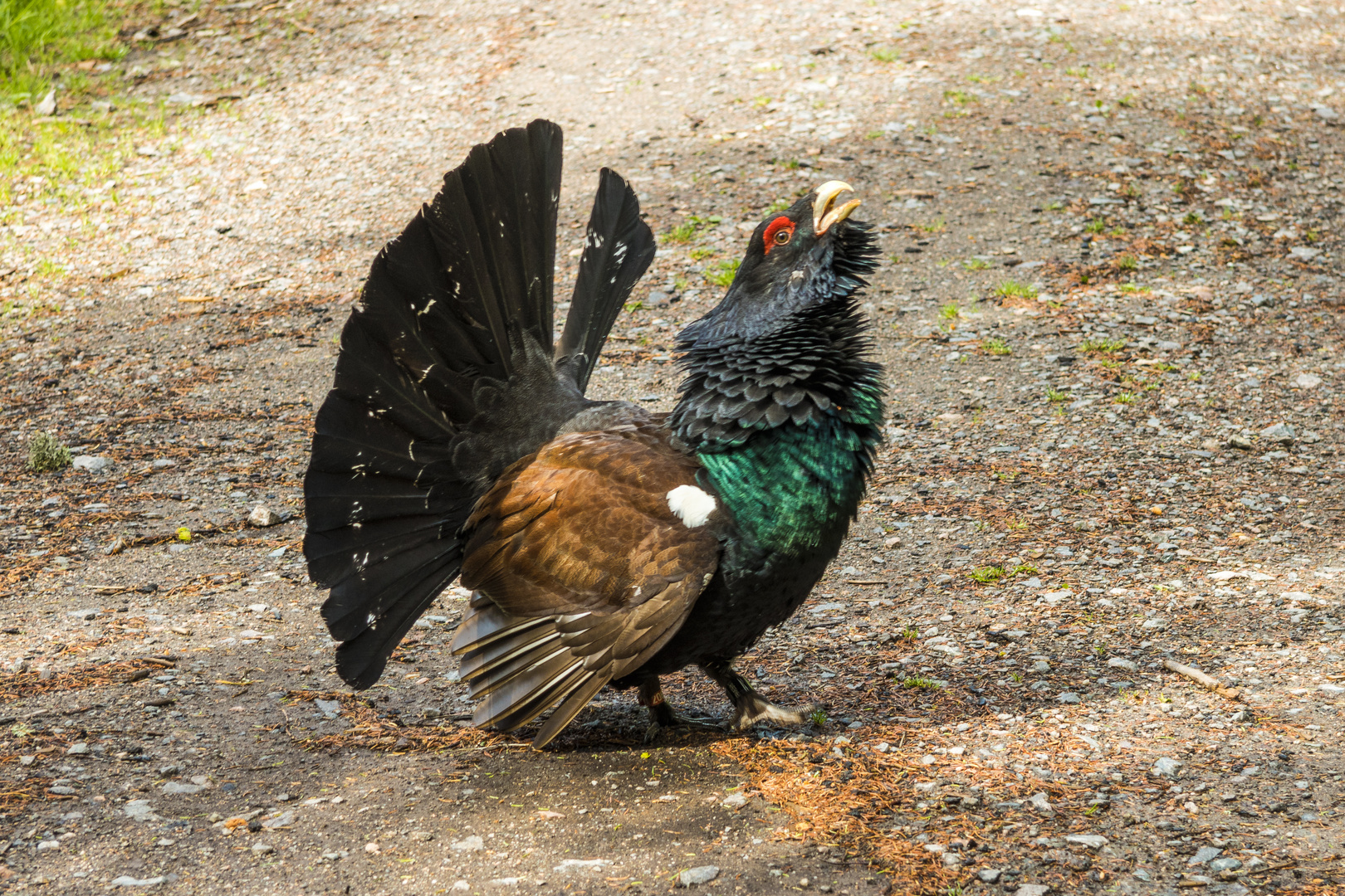 Angriffslustiger Auerhahn