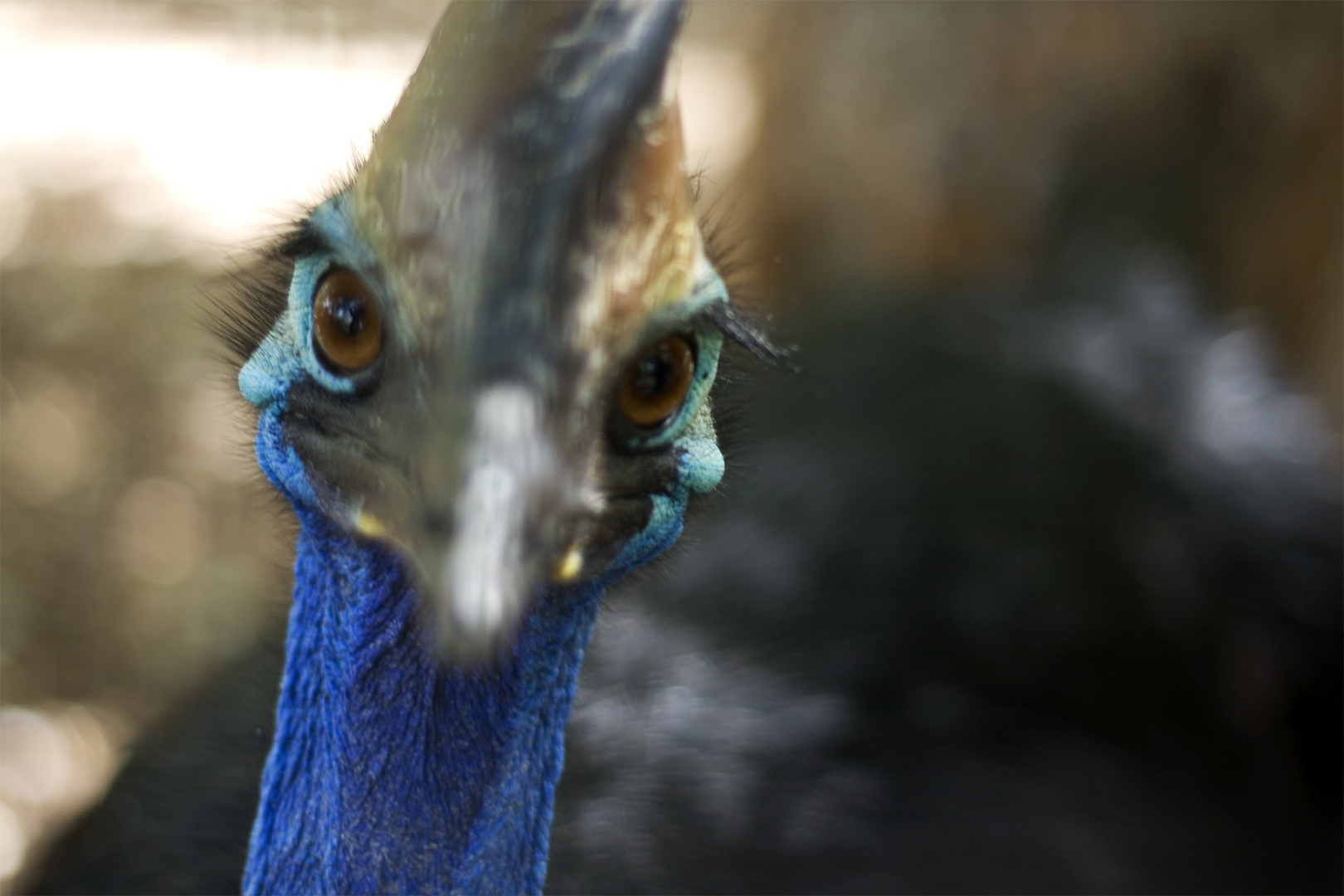 Angriffslustiger Cassowary