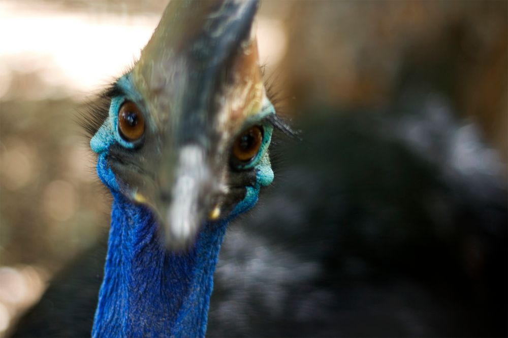 Angriffslustiger Cassowary von HSVKai 