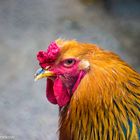 angriffslustiges Brahma Huhn