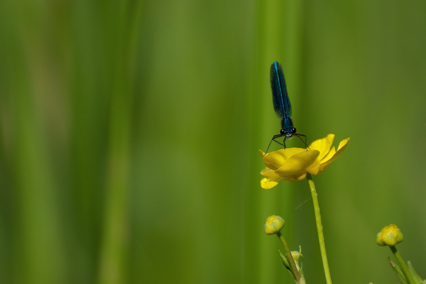 Angriffsstellung - Gebänderte Prachtlibelle (Calopteryx splendens)