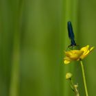 Angriffsstellung - Gebänderte Prachtlibelle (Calopteryx splendens)