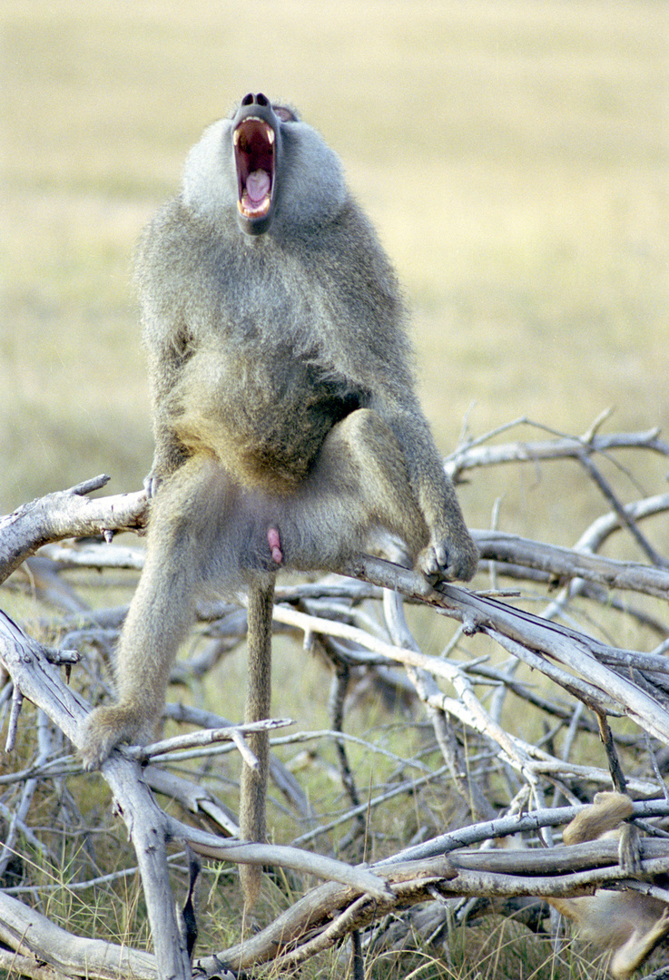 Angry Baboon