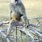 Angry Baboon