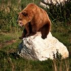 angry bear