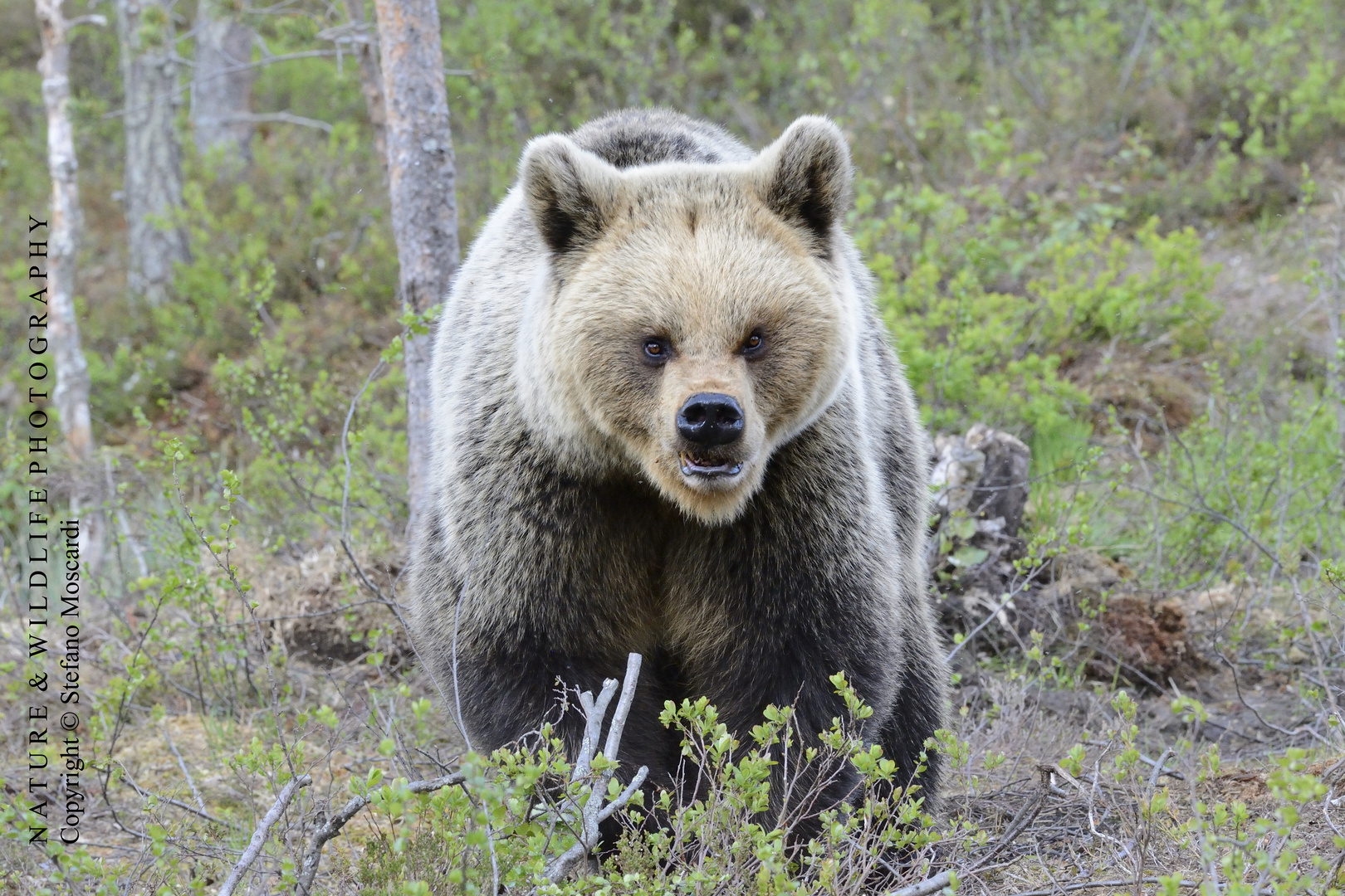 Angry bear - Pirttivaara (Finland)