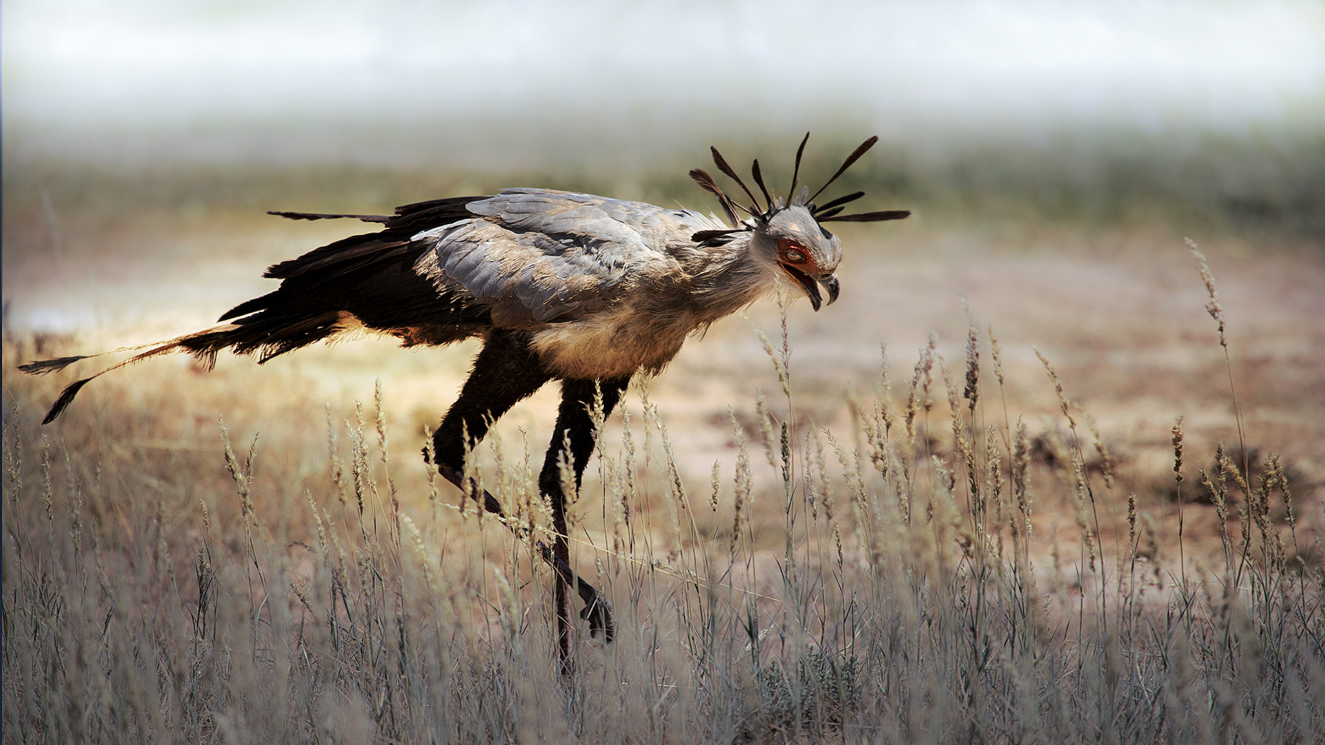 Angry Bird