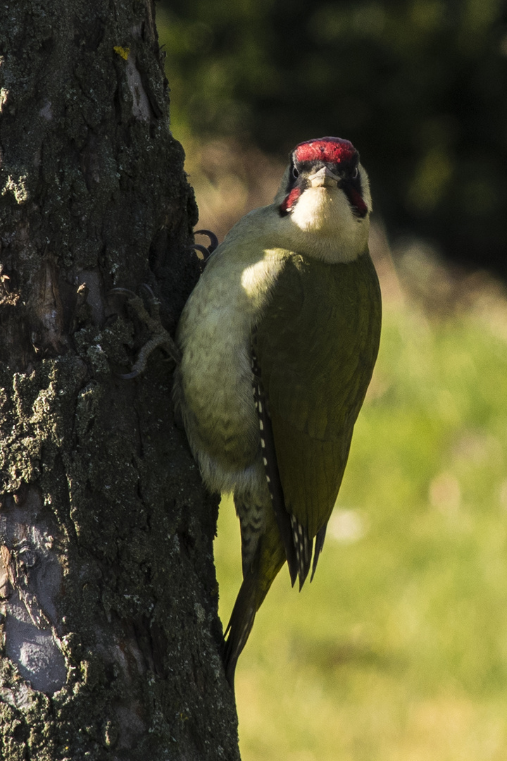 Angry Bird.