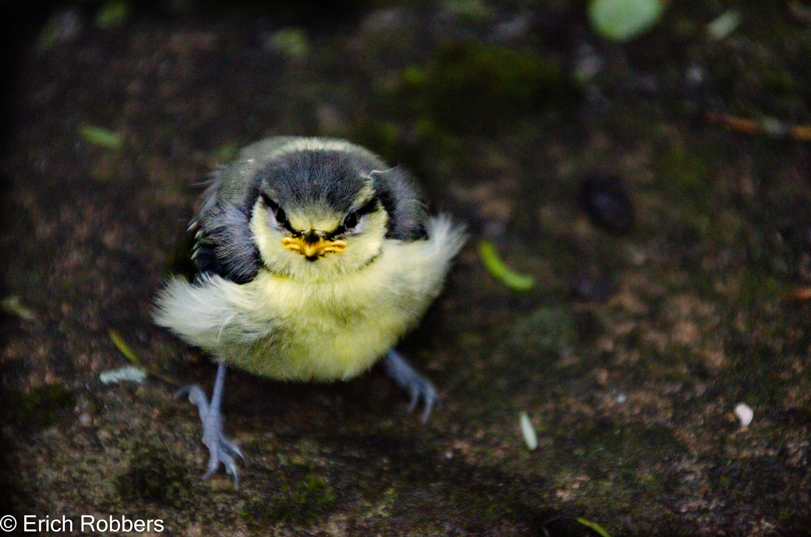 Angry Bird