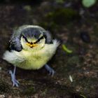 Angry Bird