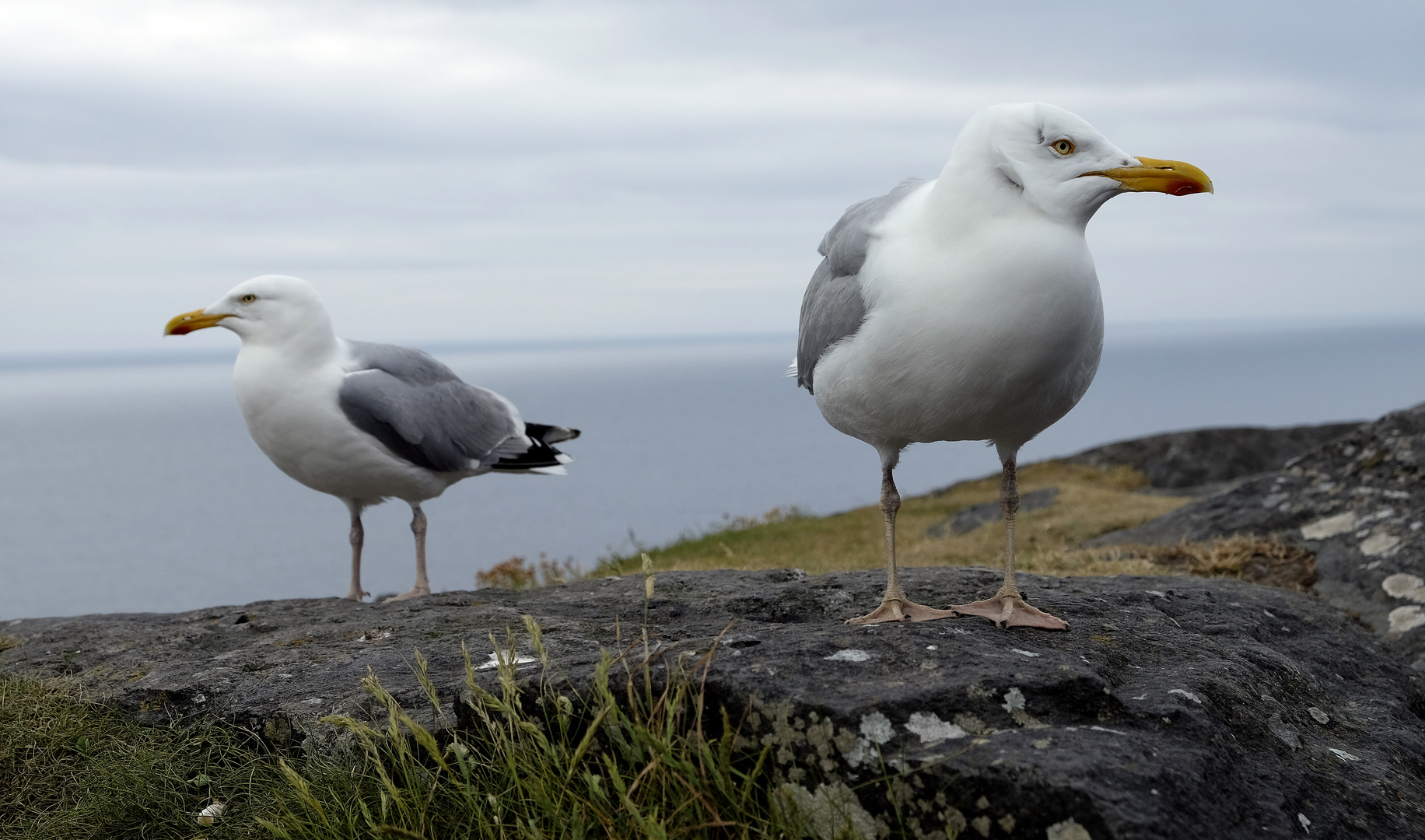 Angry Birds