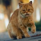 Angry CAT 