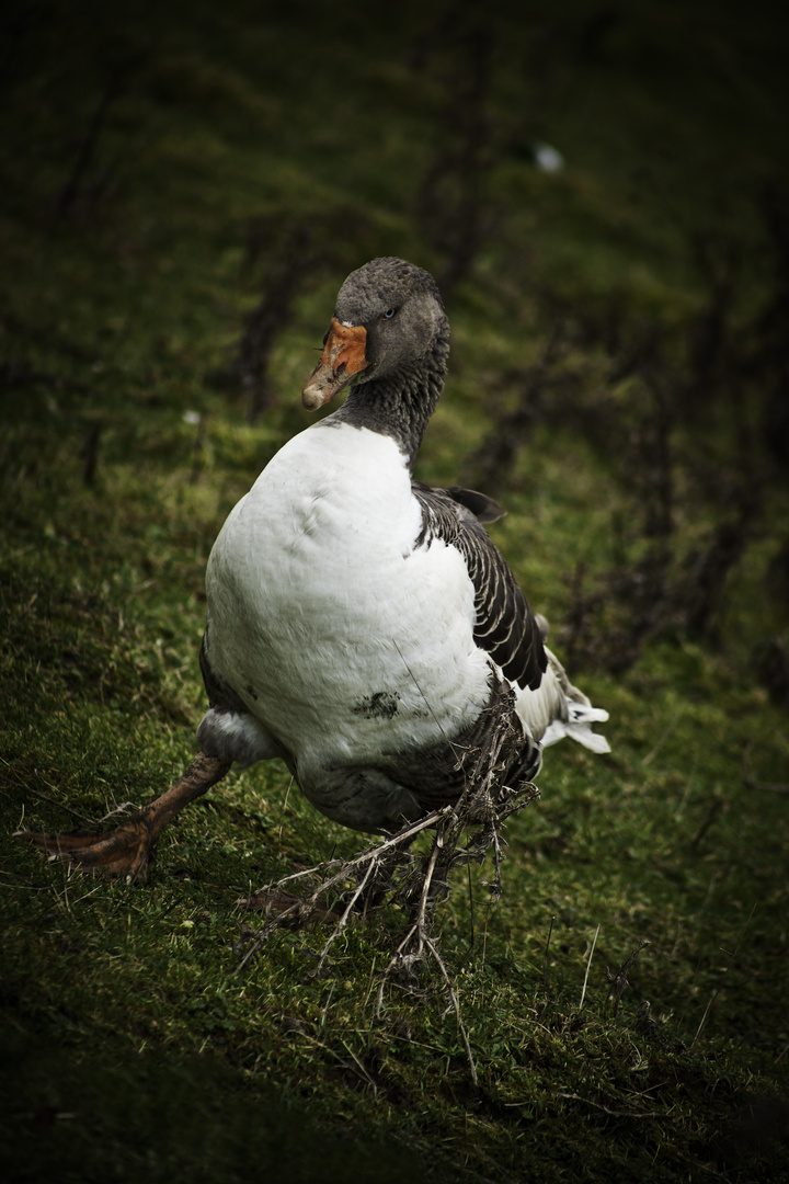 angry duck