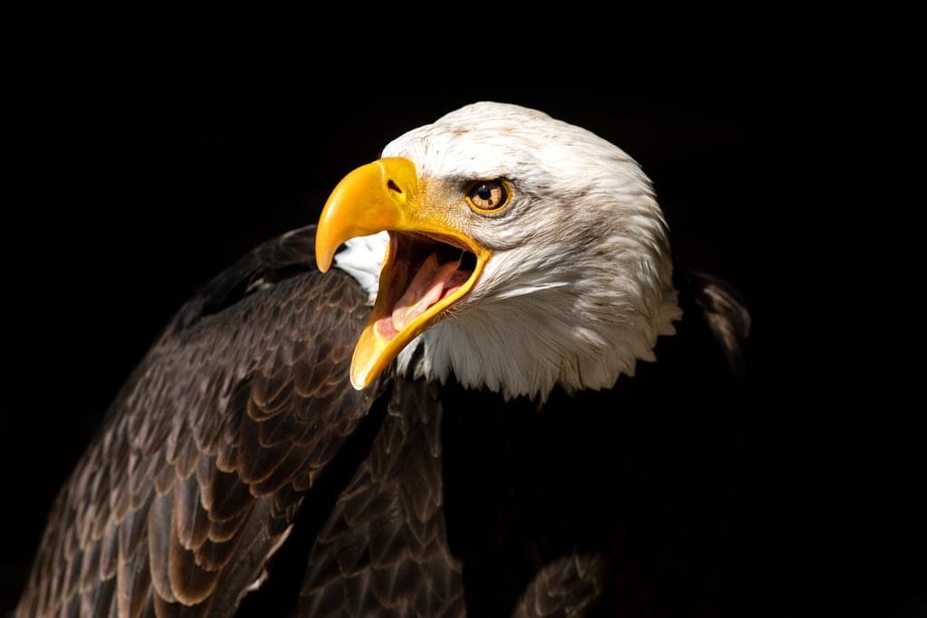 Angry Eagle 