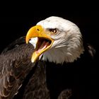 Angry Eagle 
