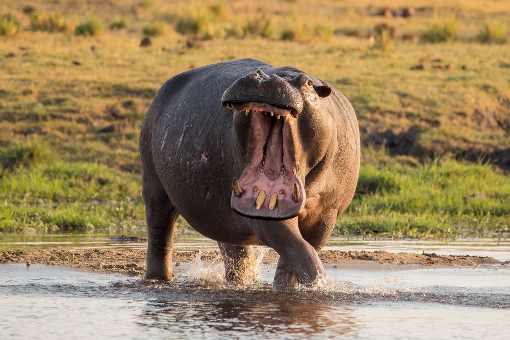 angry hippo again