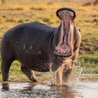 Angry Hippo