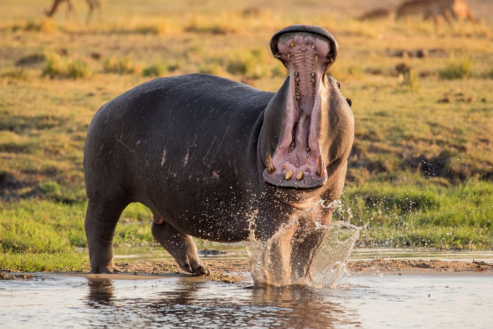 Angry Hippo