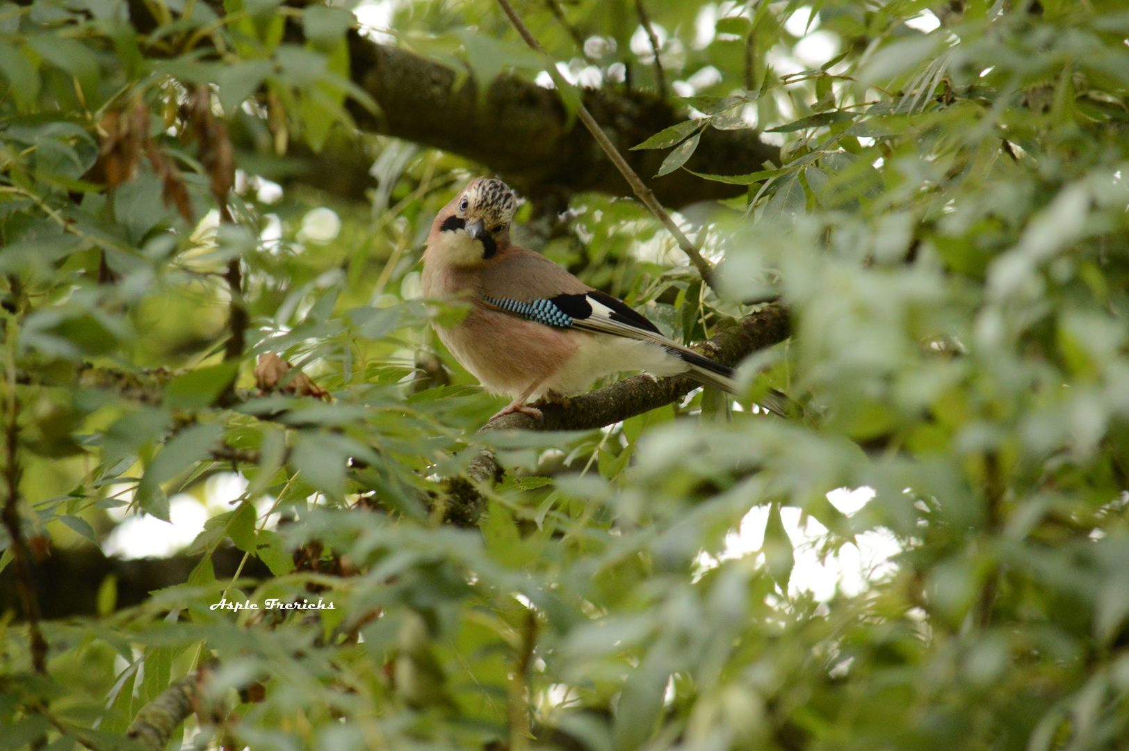 Angry jay