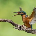 angry kingfisher