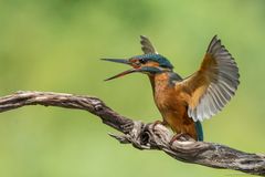 angry kingfisher