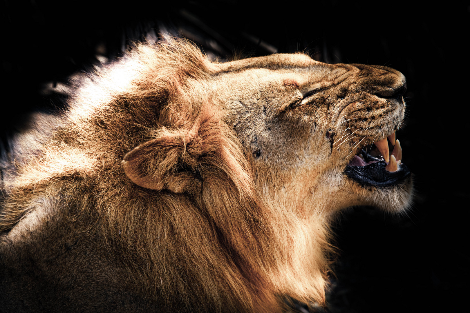 Angry Lion.