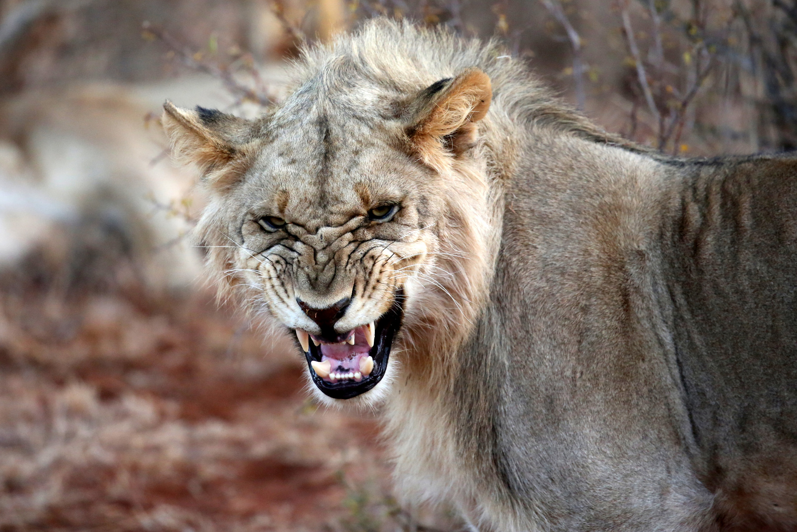 Angry Lioness | Madikwe, South Africa (2015)