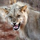 Angry Lioness | Madikwe, South Africa (2015)