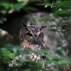 Angry (?) Owl