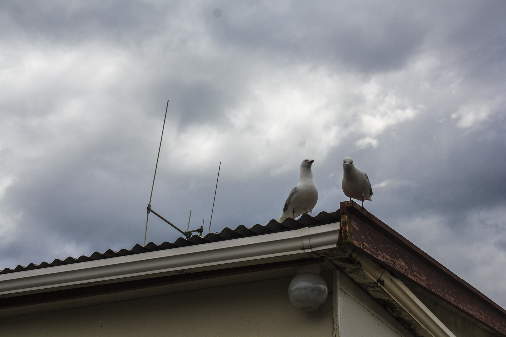 Angry seaguls