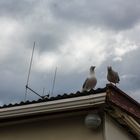 Angry seaguls
