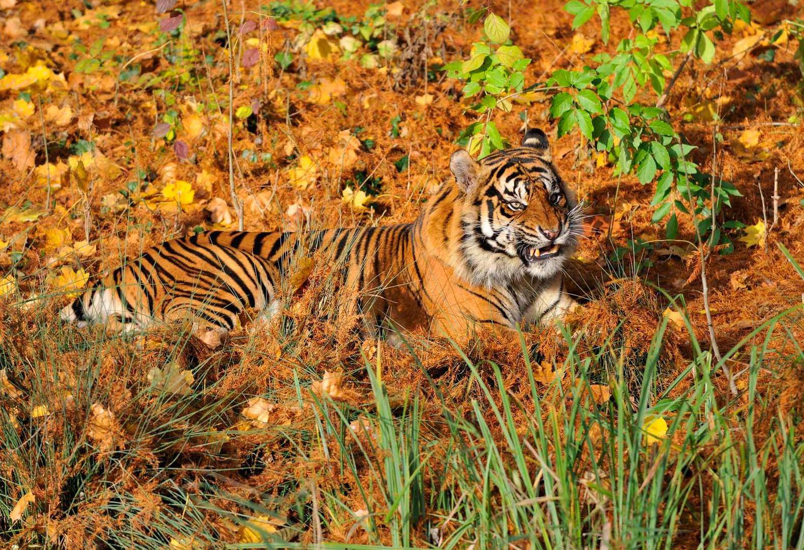 Angry Tiger