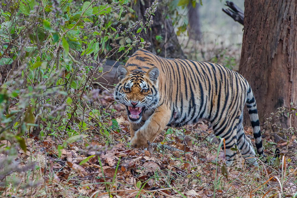 Angry Tiger