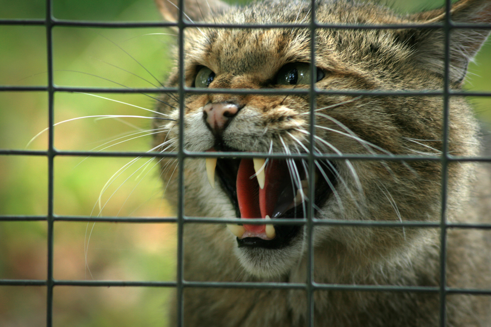 angry wildcat