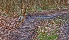 "Angst Feld Hase"          die Erste