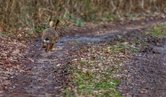 "Angst Feld Hase" die Zweite