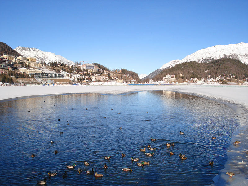 Angst für die 15'000 Zuschauer und Pferde auf dem St.Moritzer See!