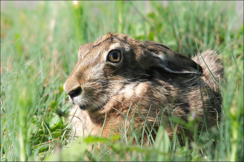 Angst - Hase