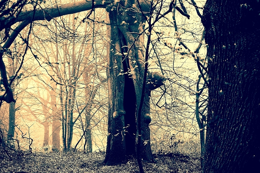 Angst Nachts im Wald?  