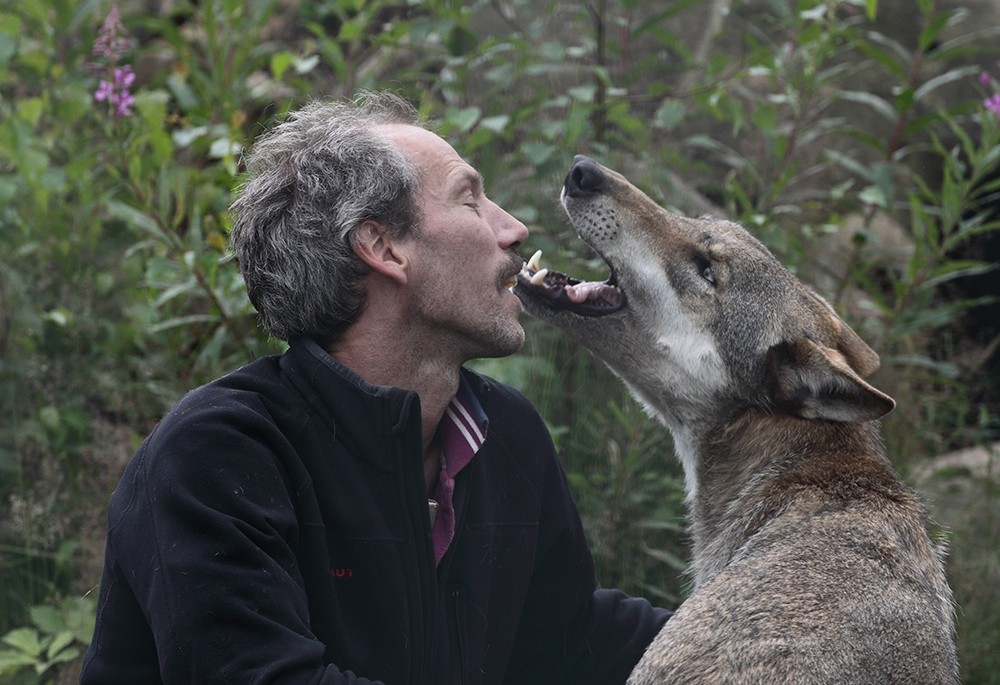 Angst vor dem Wolf ?